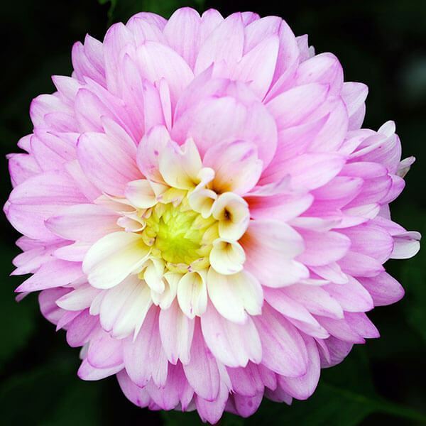 春植え球根 ポンポン咲ダリア 初桜 2球 ［在庫処分セール］