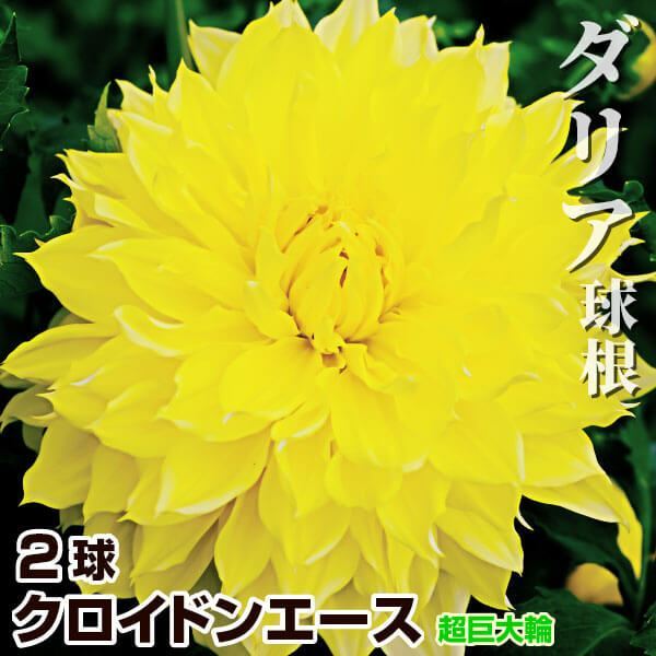 春植え球根 大輪咲ダリア クロイドンエース (超巨大輪) 2球 ［在庫処分セール］