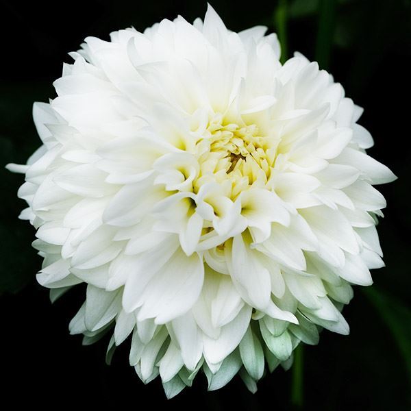 春植え球根 ダリア 大輪 白花 1球 ［在庫処分セール］