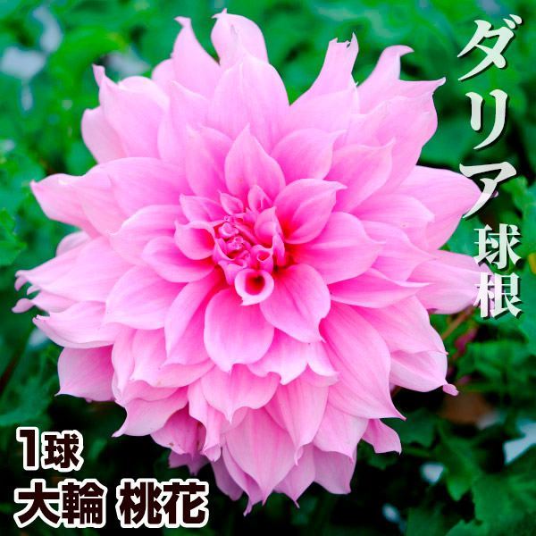 春植え球根 ダリア 大輪 桃花 1球 ［在庫処分セール］
