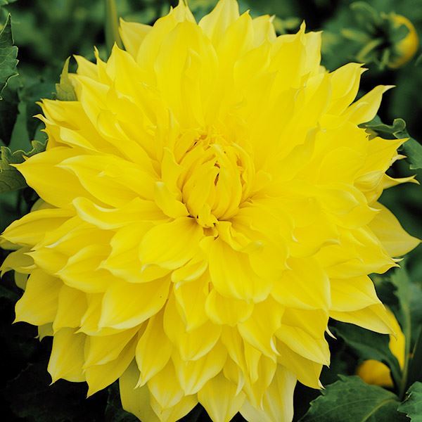 春植え球根 ダリア 大輪 黄花 1球 ［在庫処分セール］