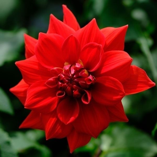 春植え球根 ダリア 中輪 赤花 1球 ［在庫処分セール］