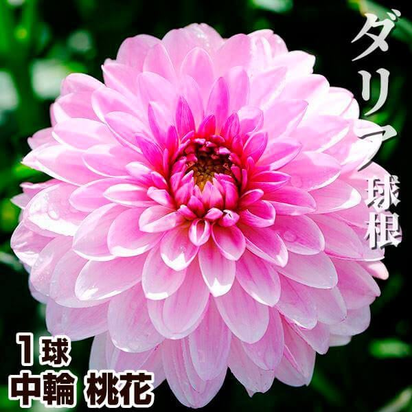 春植え球根 ダリア 中輪 桃花 1球 ［在庫処分セール］