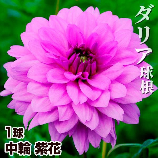 春植え球根 ダリア 中輪 紫花 1球 ［在庫処分セール］