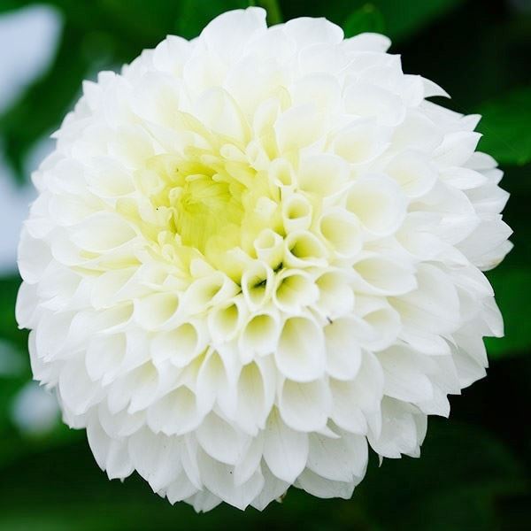 春植え球根 ダリア ポンポン 白花 1球 ［在庫処分セール］