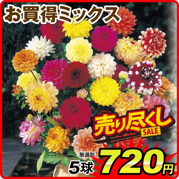 ダリア球根 お買得ミックス 5球
