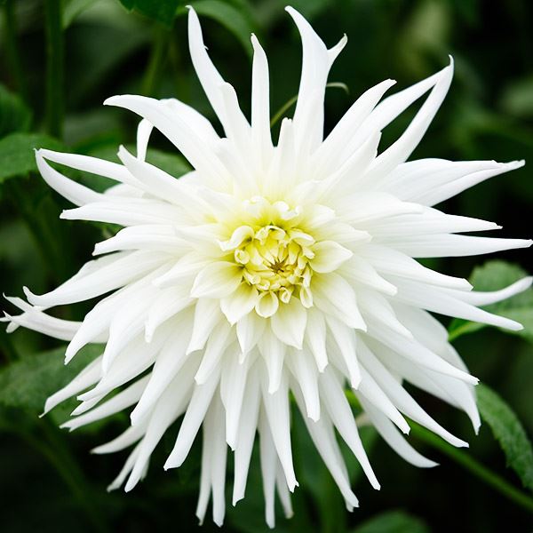 春植え球根 ダリア カクタス咲 白花 1球 ［在庫処分セール］
