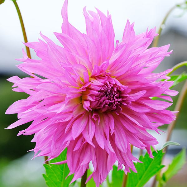 春植え球根 ダリア カクタス咲 桃花 1球 ［在庫処分セール］