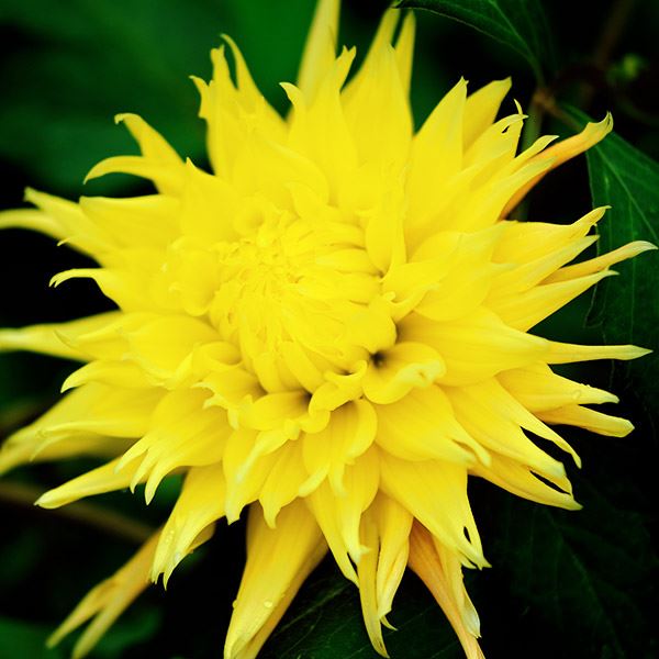 春植え球根 ダリア カクタス咲 黄花 1球 ［在庫処分セール］