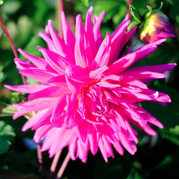 春植え球根 ダリア カクタス咲 紫花 1球 ［在庫処分セール］