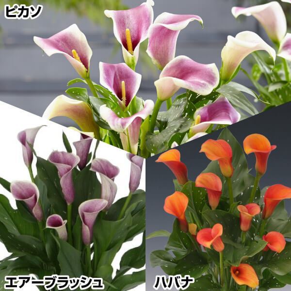 春植え球根 カラー 畑地性カラーセット 3種6球(各2球) ［在庫処分セール］