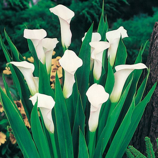 春植え球根 畑地性カラー 白花 2球 ［在庫処分セール］