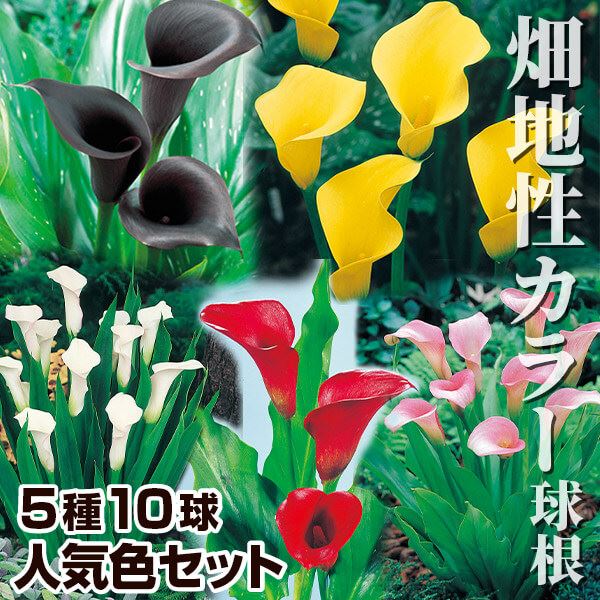 春植え球根 カラー 畑地性カラー人気色セット 5種10球(各2球) ［在庫処分セール］