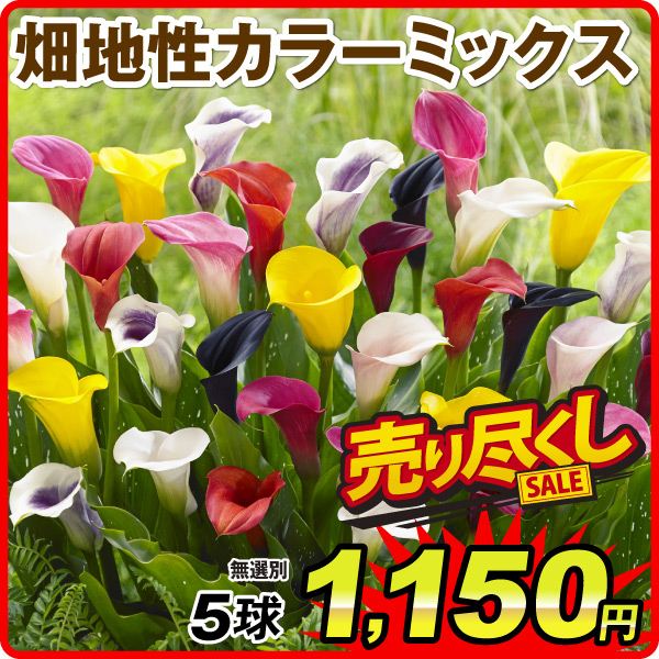 畑地性カラー球根 ミックス 5球