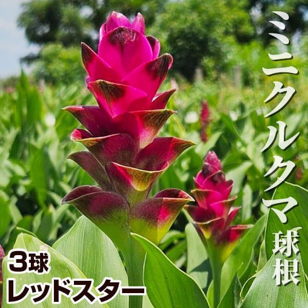 春植え球根 ミニクルクマ レッドスター 3球 ［在庫処分セール］