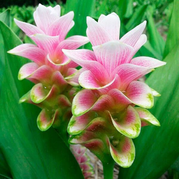 春植え球根 ミニクルクマ チェリーピンクダイヤモンド 3球 ［在庫処分セール］