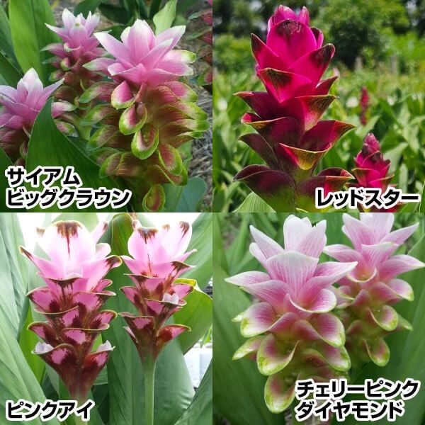 春植え球根 ミニクルクマセット 4種12球 ［在庫処分セール］