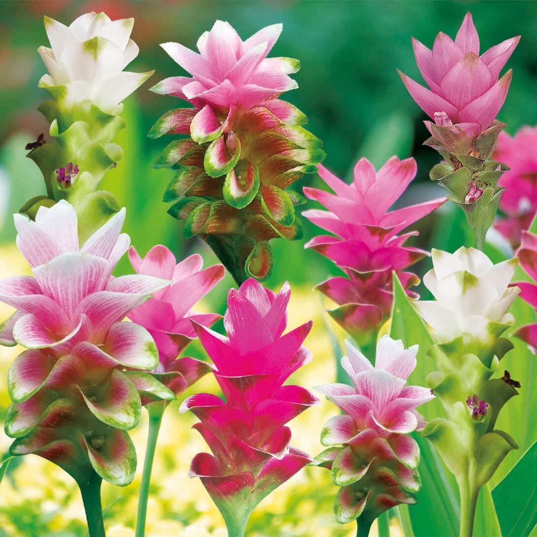 春植え球根 クルクマ クルクマ福袋(品種見計らい・名称付き） 15球 送料無料 ［在庫処分セール］