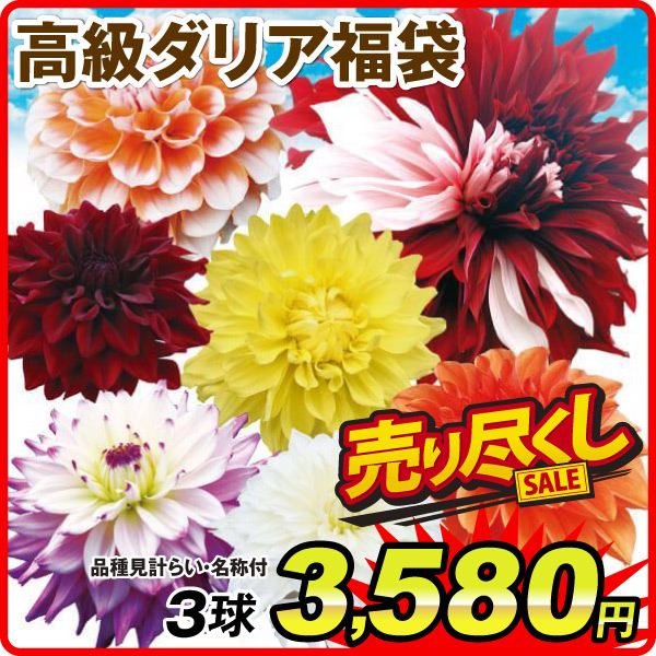 ダリア球根 高級福袋 3球