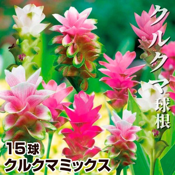 春植え球根 クルクマミックス 15球 ［在庫処分セール］