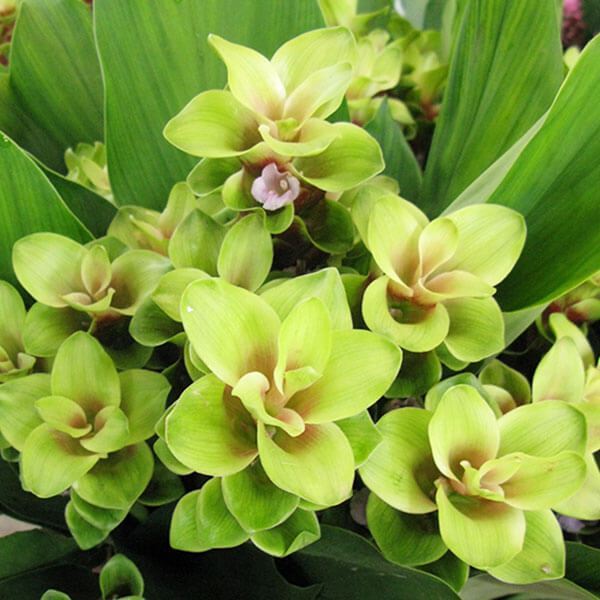 春植え球根 クルクマ エメラルドチョコゼブラ 3球 ［在庫処分セール］