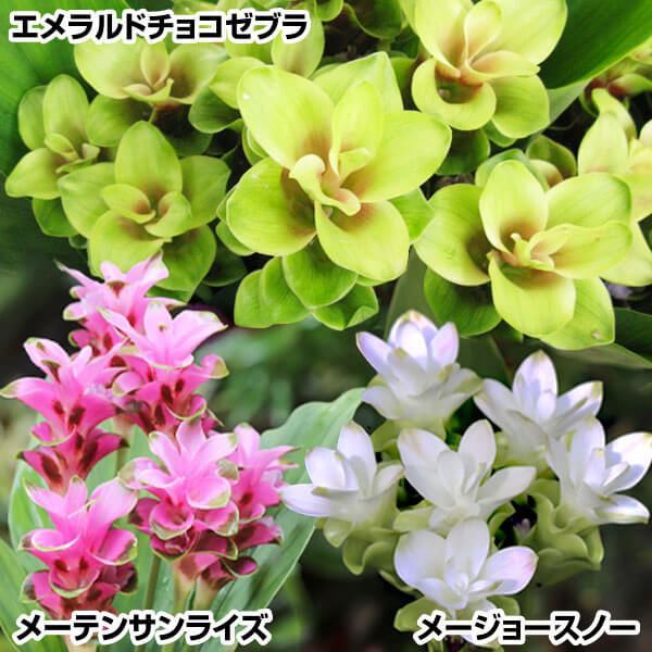 春植え球根 クルクマ 切花向きクルクマセット 3種9球 ［在庫処分セール］