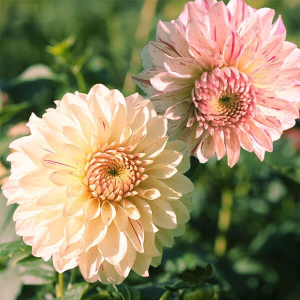 春植え球根 ダリア 花霞 (中輪) 2球 ［在庫処分セール］