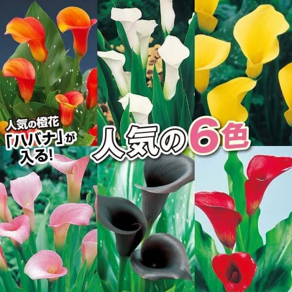春植え球根 カラー 畑地性カラーレインボーセット 6種12球(各2球) 送料無料 ［在庫処分セール］