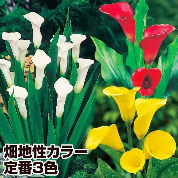 春植え球根 カラー 畑地性カラー３色セット 送料込み ［在庫処分セール］