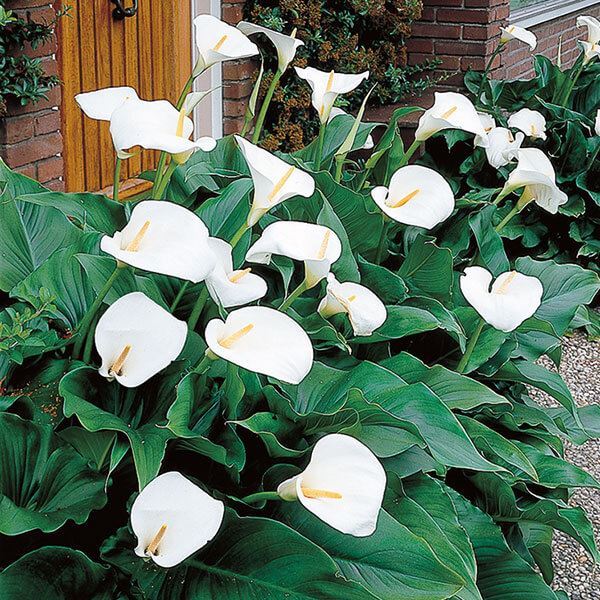 春植え球根 湿地性カラー エチオピカ 5球 ［在庫処分セール］