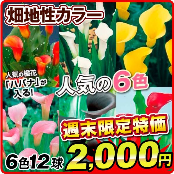 カラーレインボーセット