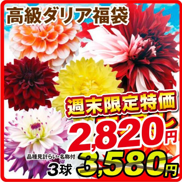 春植え球根 高級ダリア福袋 3球 （品種見計らい・名称付）［土日限定緊急特価］
