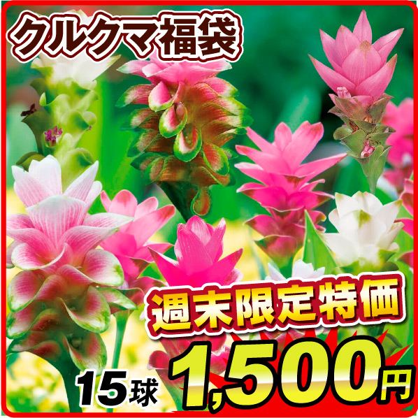 春植え球根 クルクマ クルクマ福袋(品種見計らい・名称付き） 15球 ［土日限定緊急特価］