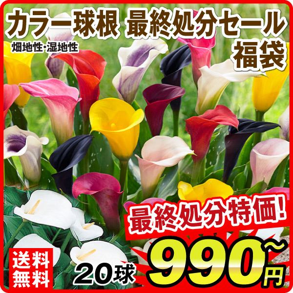 カラー最終処分福袋