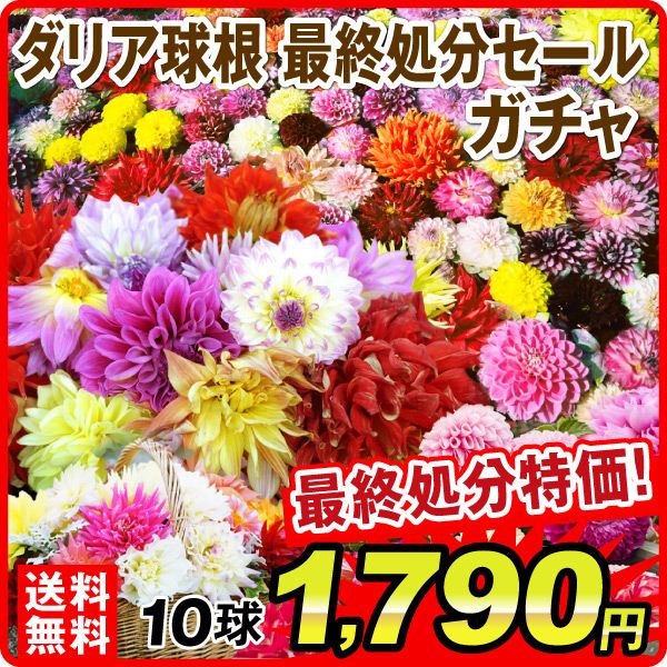 ガチャ