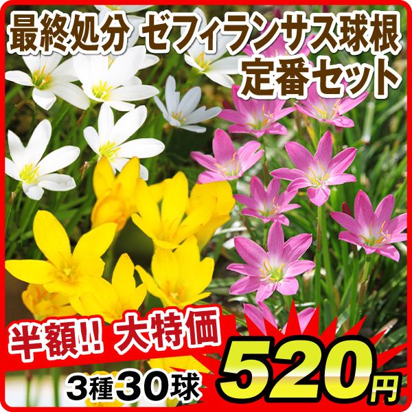 ゼフィランサス