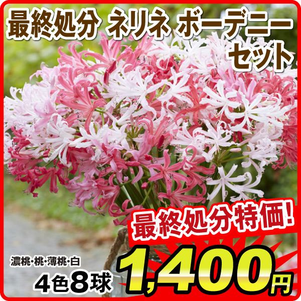 春植え球根 ネリネ ボーデニーセット 4色8球 (各2球) ［在庫処分セール］