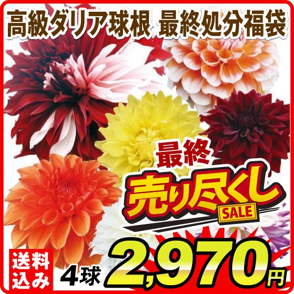 ダリア球根 高級福袋 4球
