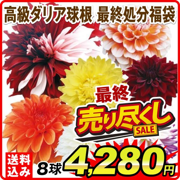 春植え球根 高級ダリア 最終処分福袋 送料込み