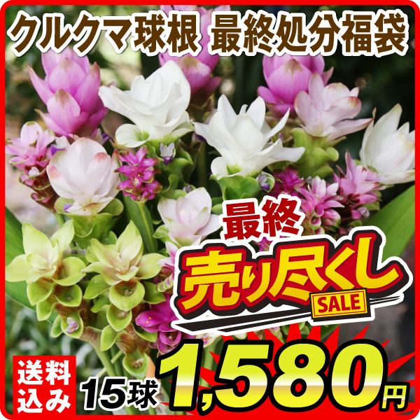 クルクマ球根 ミックス 15球