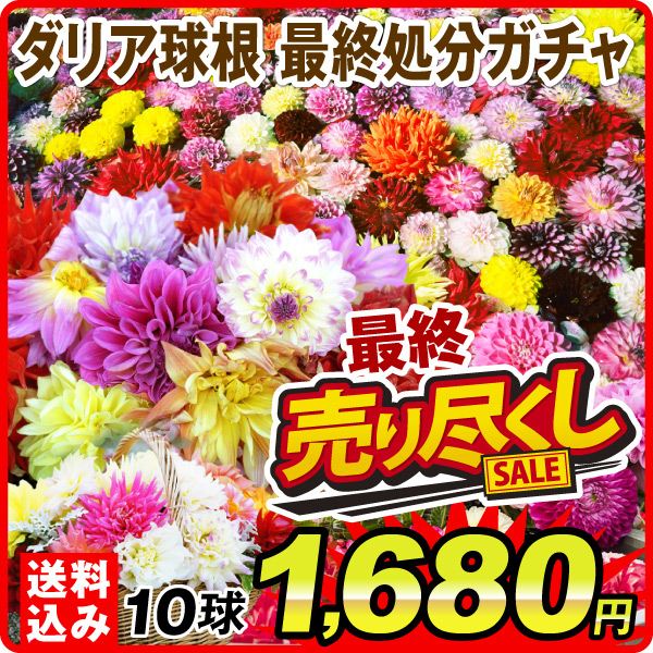 ダリアガチャ