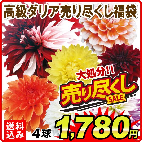 ダリア球根 高級福袋 4球