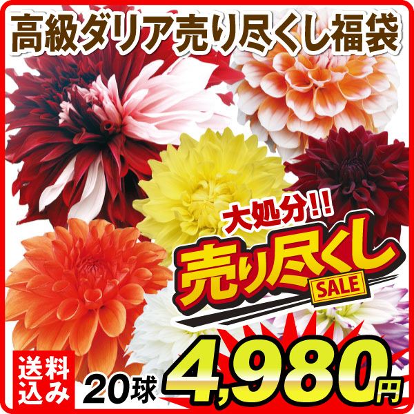 ダリア球根 高級福袋 20球