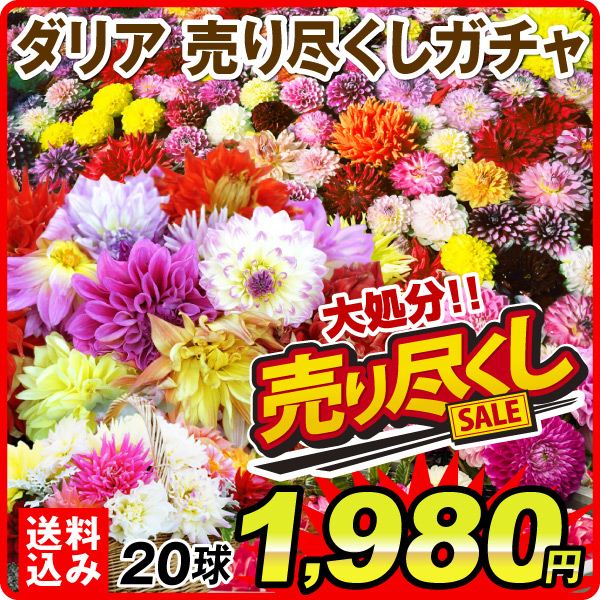 ダリアガチャ