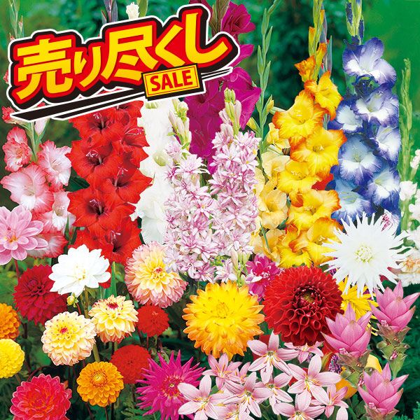 春植え球根 最終春植え球根お楽しみ福袋 (5品種以上 品種見計らい・名称付)