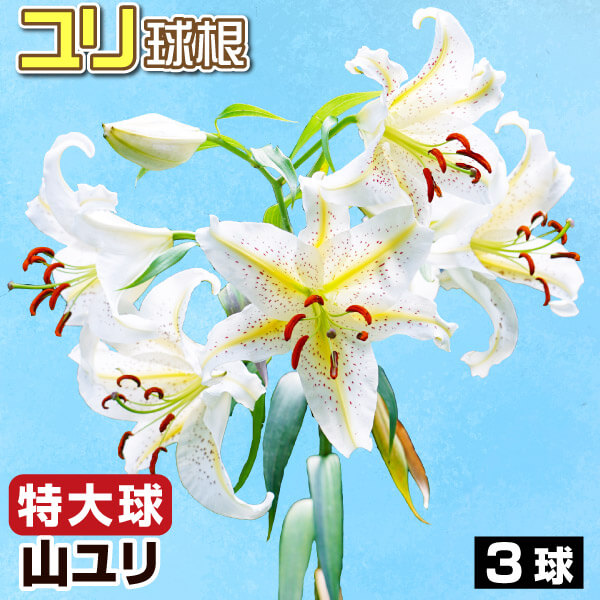 球根 原種ユリ 特大球山ユリ 3球 送料無料