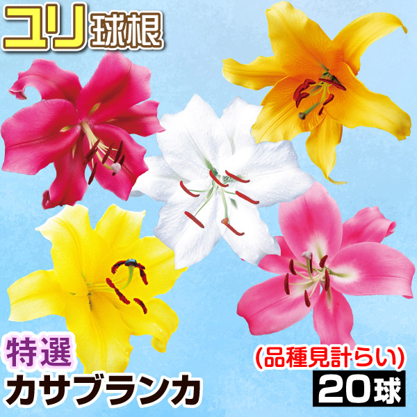 ユリ球根 特選カサブランカ詰合せ（品種見計らい・名称付き） 20球 送料無料