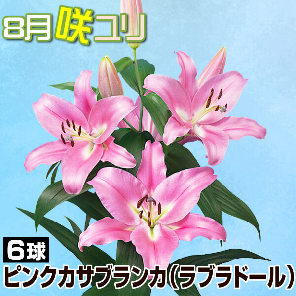球根 花ユリ 8月咲ピンクカサブランカ（ラブラドール）