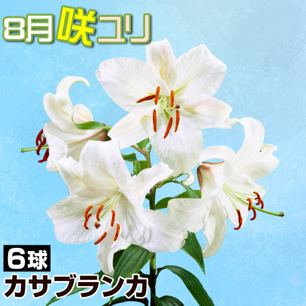球根 花ユリ 8月咲カサブランカ