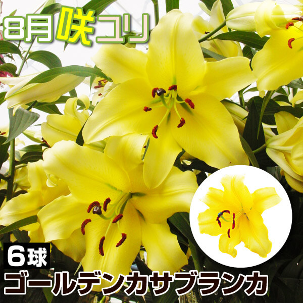 球根 花ユリ 8月咲ゴールデンカサブランカ（コンカドール）